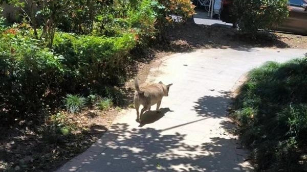 女子被狗咬伤后邻居依旧不牵绳“放养”犬只 居委物业这么说……