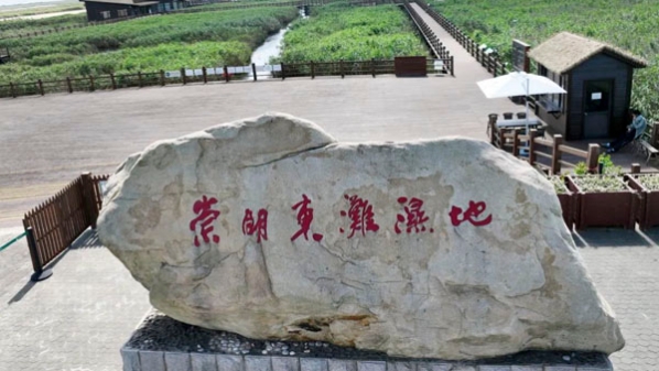 上海第一个“世界遗产”！为什么是崇明东滩？