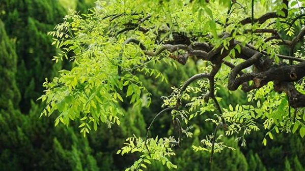 血红：三伏天的澎湃