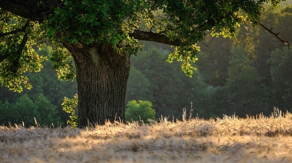 庞余亮：日照有很多树