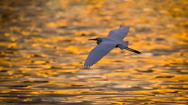 陈世旭：世上最美好的童话