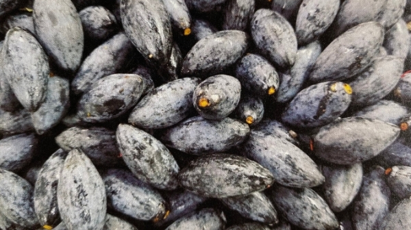 钟成泉：乌橄榄