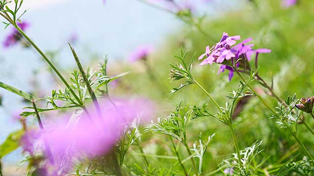 晨读｜林紫：爱孩子如花在野