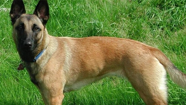 不用“陪葬”了，阿兰·德龙的爱犬Loubo逃脱被安乐死命运