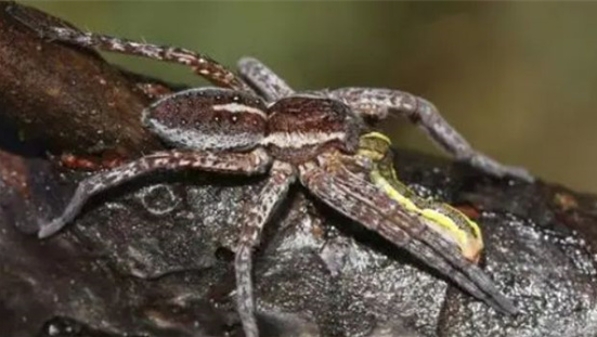 一种濒危巨型蜘蛛再次现身英国，体积可达老鼠大小