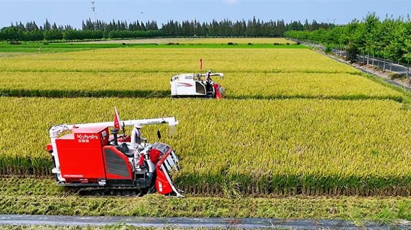 松江大米迎来开镰收获时节，新米几天后将抢“鲜”上市