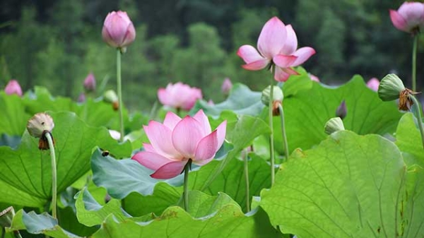 金昌龙：秋荷