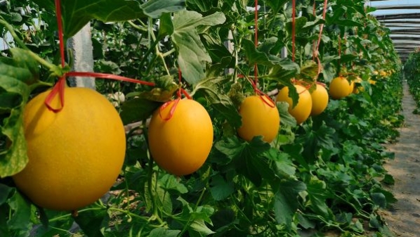 打造全市“农村产权交易一张网” ，上海农交所推动更多交易品类“应进必进，能进则进”