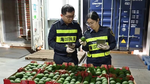 全国首批自南非进口牛油果从上海洋山口岸入境，今年前8个月上海口岸已累计进口非洲农产品61.2亿元