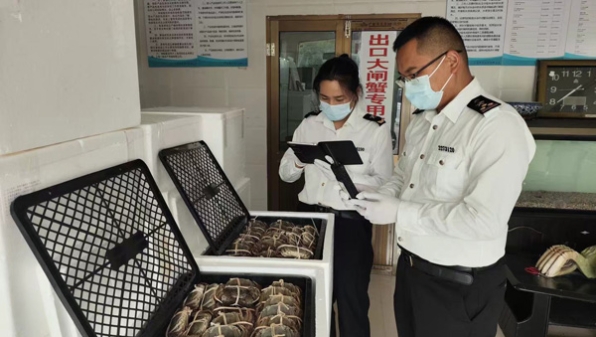 秋风起蟹脚痒，“沪牌”大闸蟹出口忙