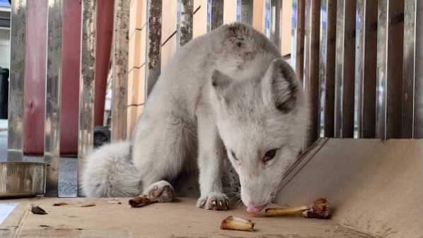 白狐“落难”现身绿化带，不知是谁家宠物……
