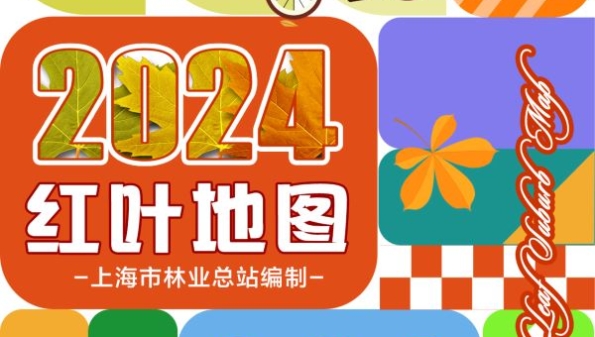 今秋去哪赏红叶？跟着《2024上海郊区红叶地图》解锁上海深秋的美