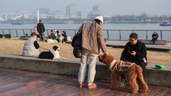 独家述评｜打造“宠物友好”空间