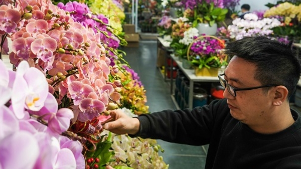 买“唯美”年宵花，逛生活美学摊位 虹桥花市举办首届迎新生活节