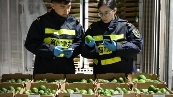 首批自钱凯港直航运输的秘鲁水果昨抵上海洋山港码头