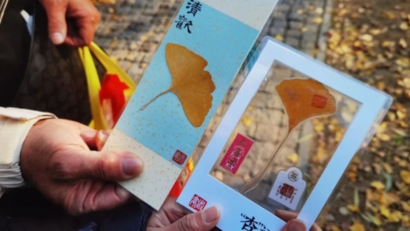 冬至接福，和晏秋秋一起打卡“上海0001号”古银杏