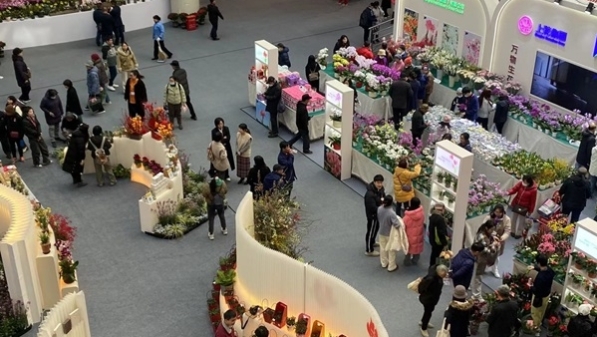 爆款年宵花荟萃，2025迎春花展集结申城爱花人